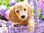 Cute puppy diamond drawing